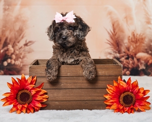 Binka Cavapoo Puppy 